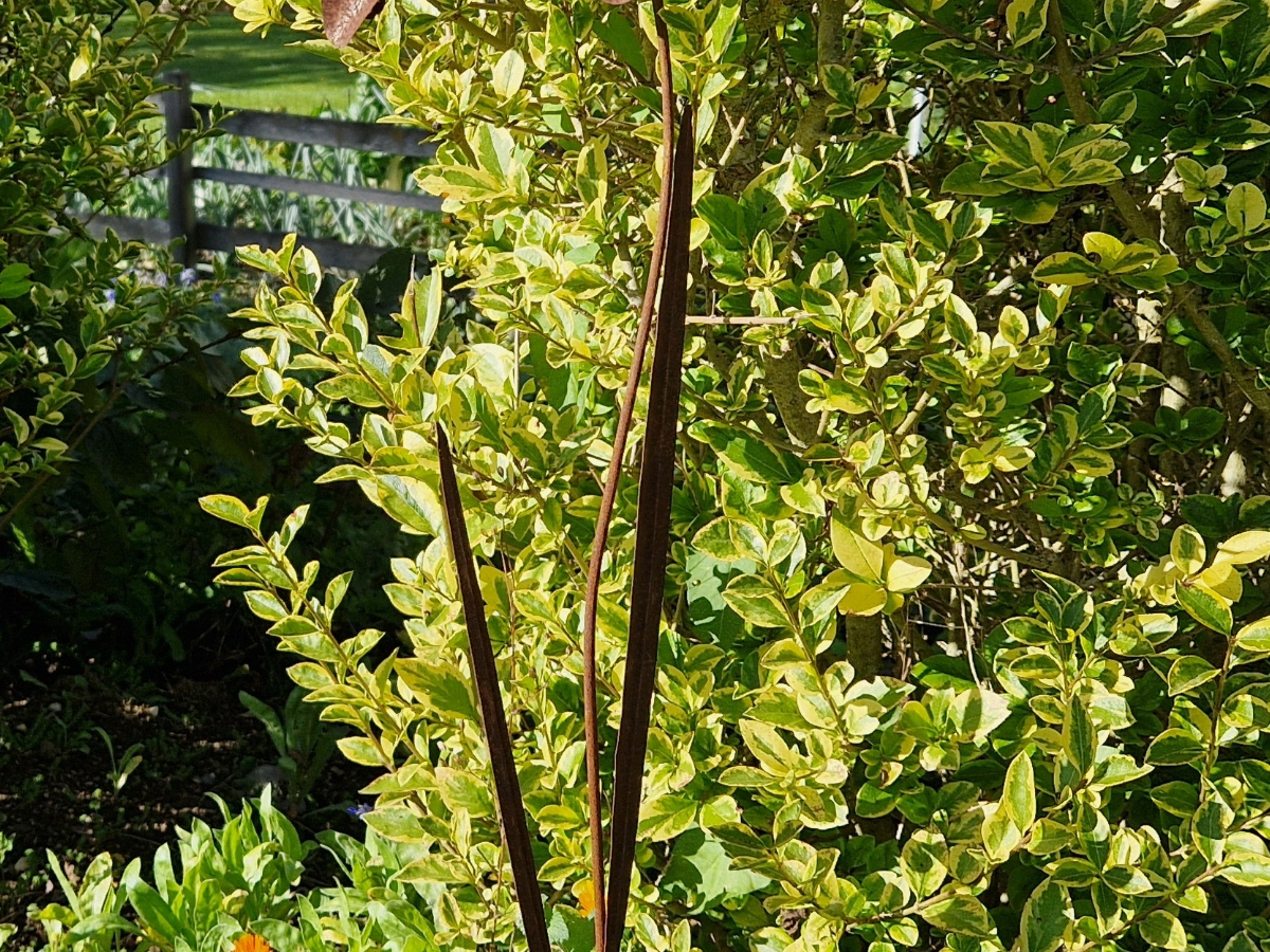 Blumenstecker rost mit schmalen blättern